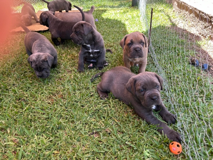 Belle portée de 9 Cane Corso