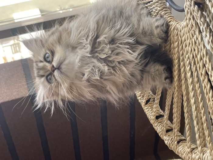 Femelle chinchilla persan