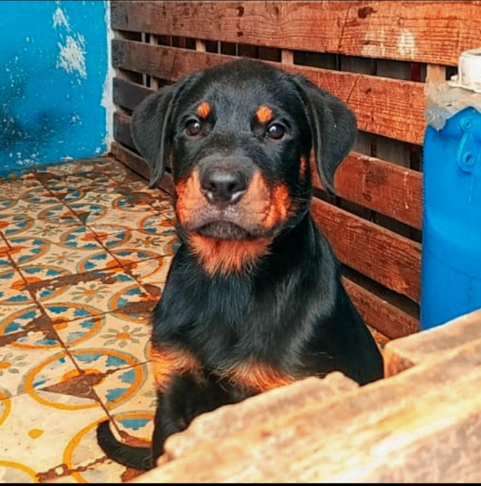 Rotweiller