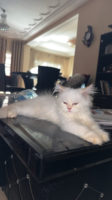 Persan shirazi avec sa cage