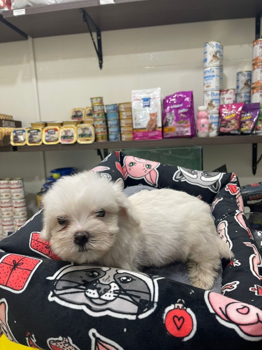 bichon maltais   petite taille