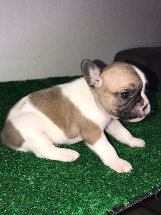 Bulldog français pure race