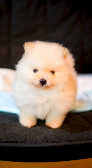 chiots loulou de pomeranie nain