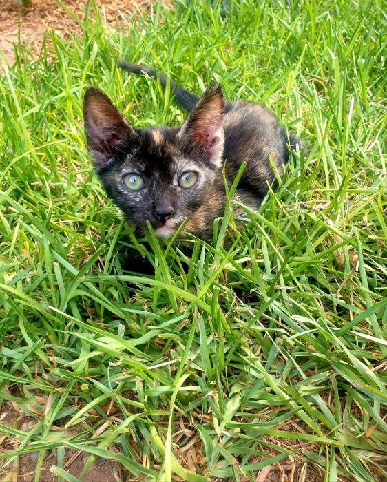 Nemo et sa soeur Zara cherchent famille pr la vie