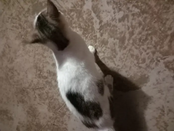 Chat sterilisé pour adoption