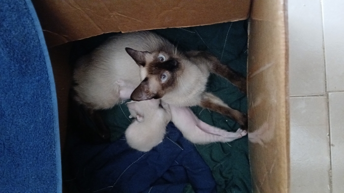 Don de chats gratuitement