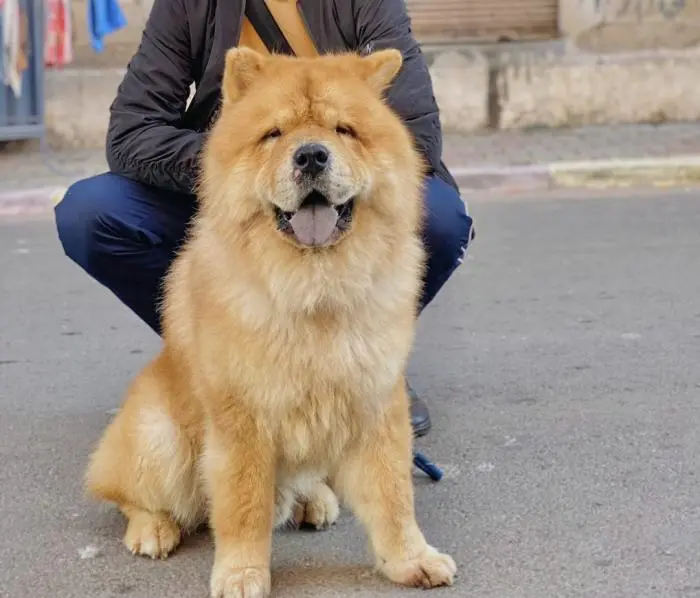 Chow chow