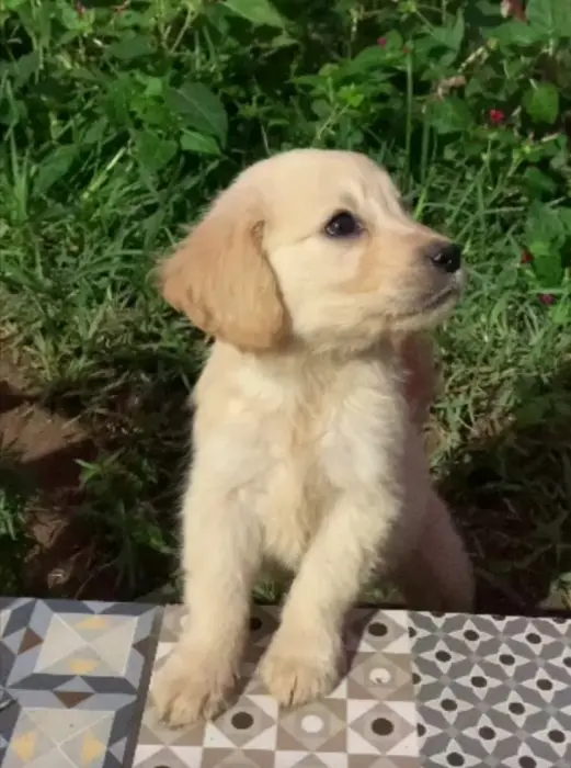 Golden retriever