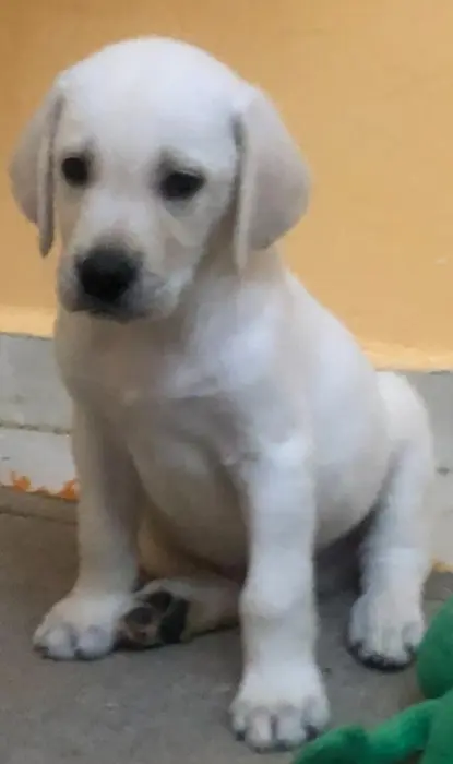 Labrador