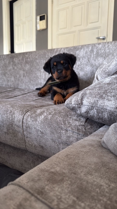 Chien Rottweiler femelle âge 9semaines vaccinée