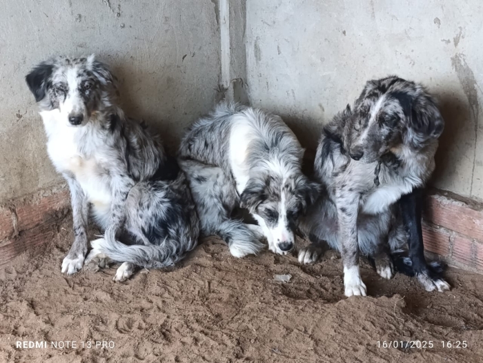 Berger Australien - Pure Race (Importé des États-Unis).