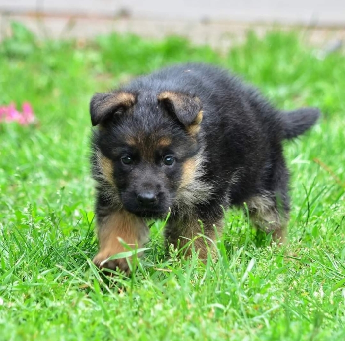 Berger Allemand pédigree 🤗🔥🐾