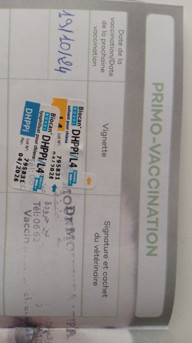 Bulldog franchise exotic merle