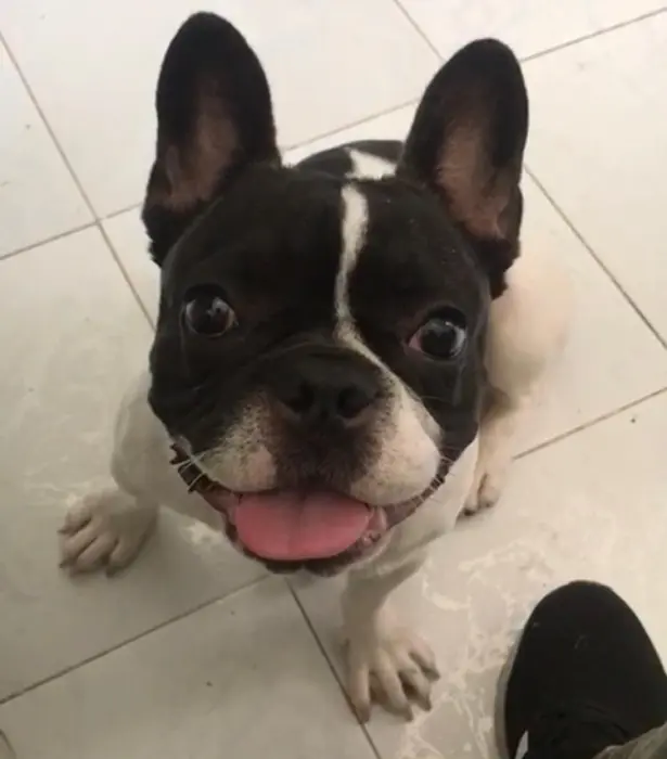 Bulldog Français à vendre