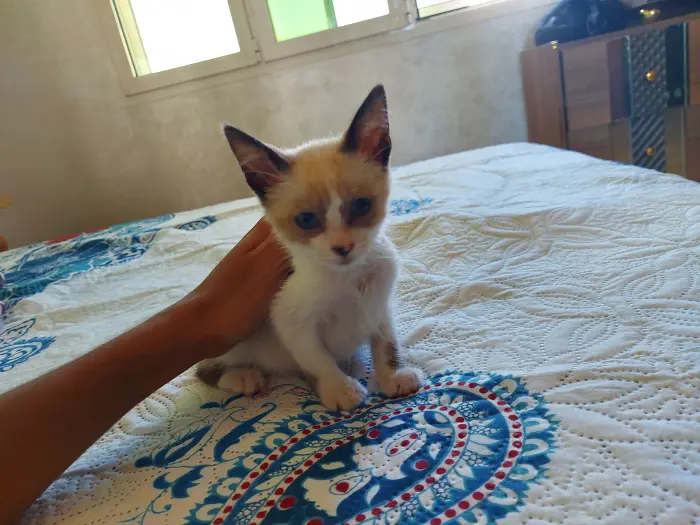 Siamois male vc équipements