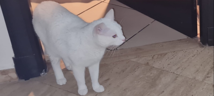 adoption chat angora