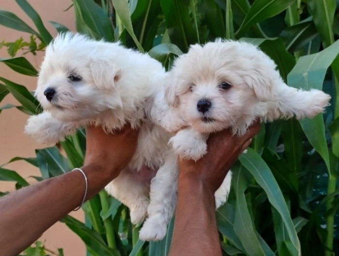 Bichon maltais nain