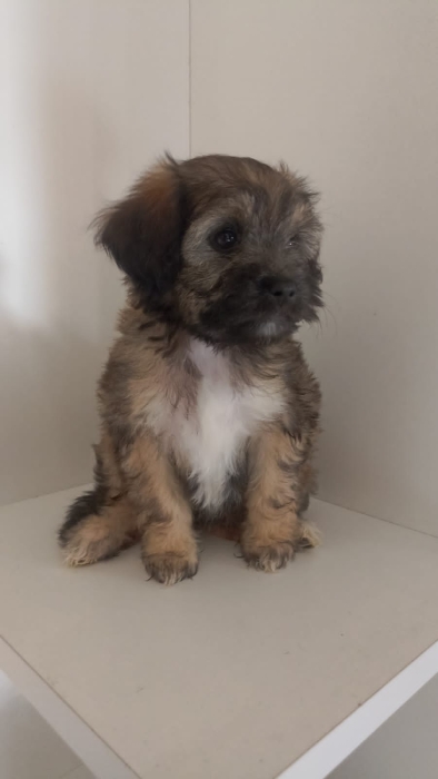 Chiot 2mois et demi Bichon Caniche