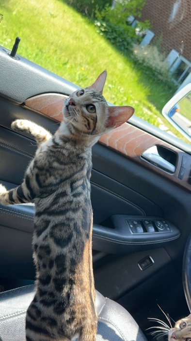 Chaton de bengal