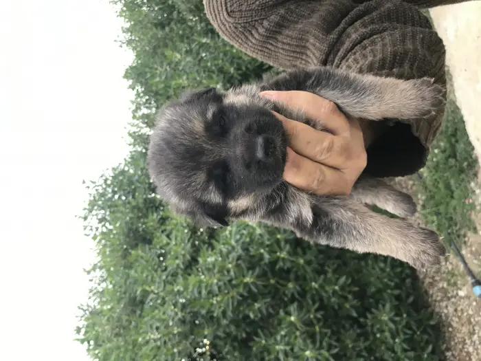 Chiot berger allemand