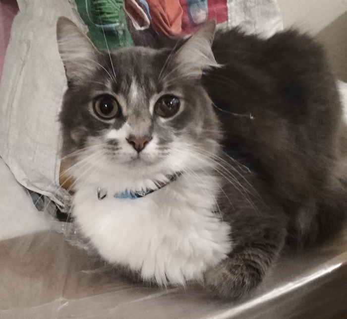 Chat castré a adopté