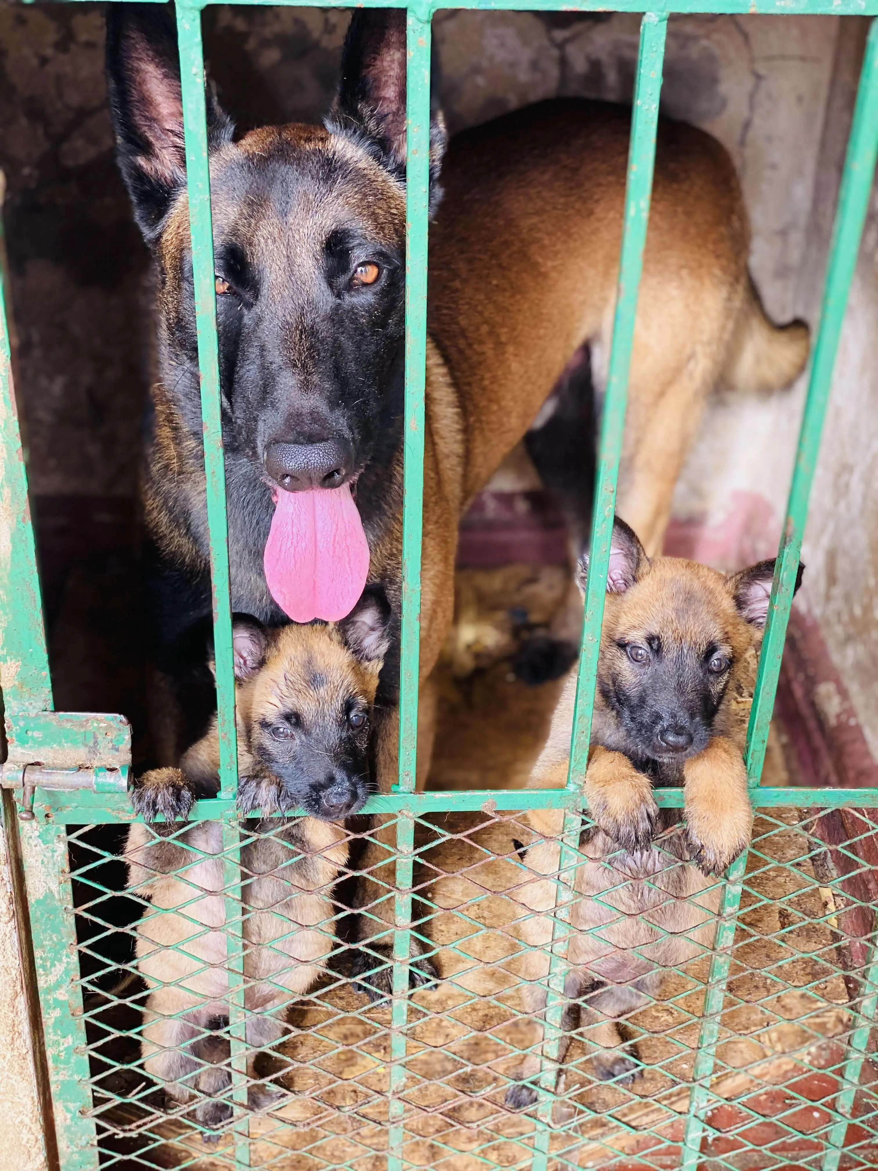 Chiot malinois