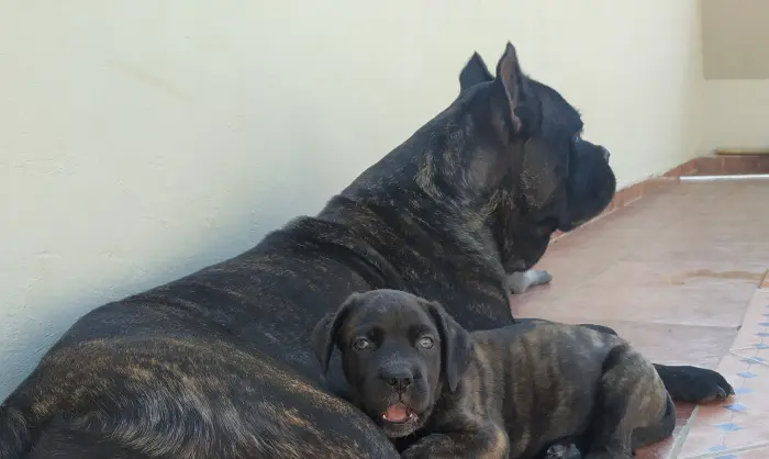 Chiot cane corso