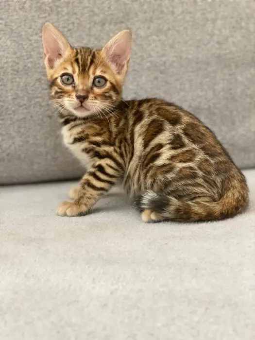 Chatons Bengal avec certificat Pedigree TICA
