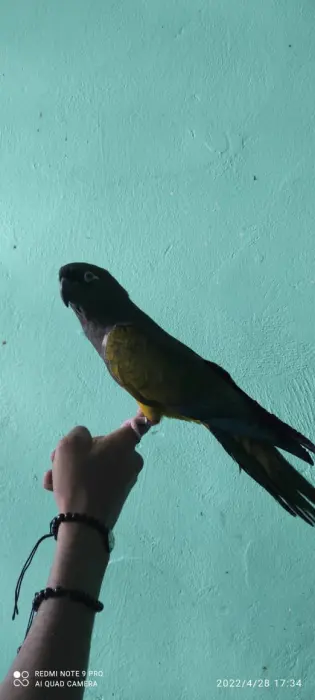 Conure de patagonie