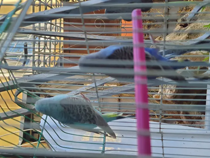 3ndi 2 netwat piruche reprise b wehda b dker piruche marhba