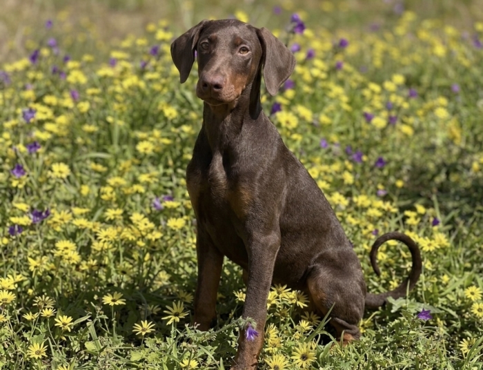 Chiot femelle Doberman avec pedigree à vendre pure race