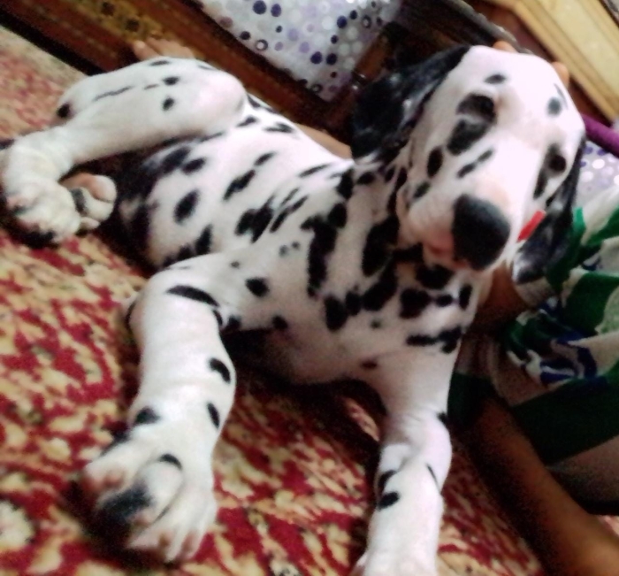 Chiot dalmatien pure