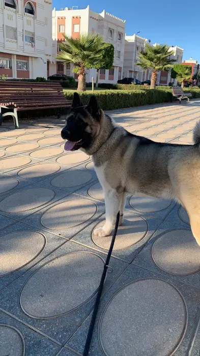 Akita Americain