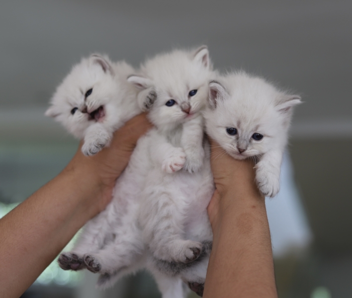 Vrais sibériens avec pedigree WCF