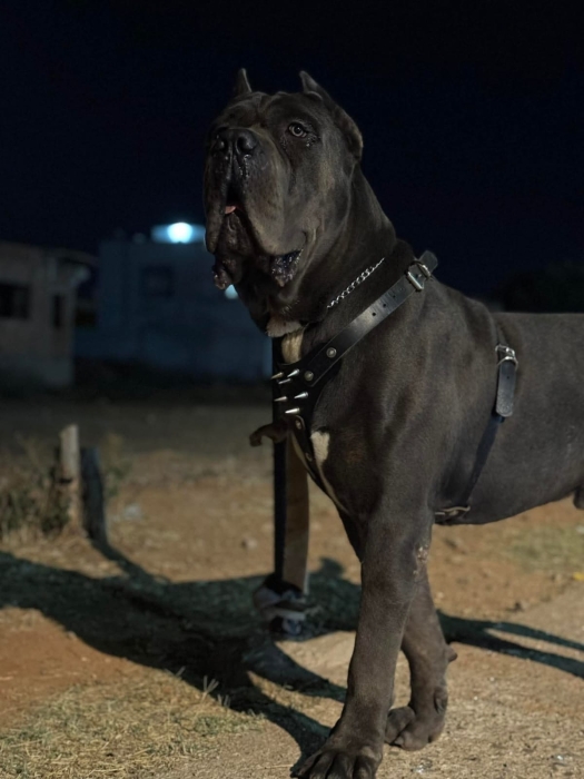 Cane corso