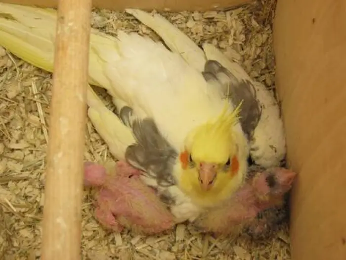 فراخ كالوبسيت للبيع اكادير