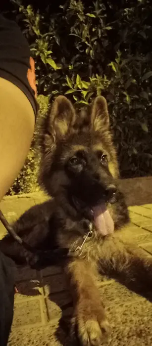 Berger Allemand pure race