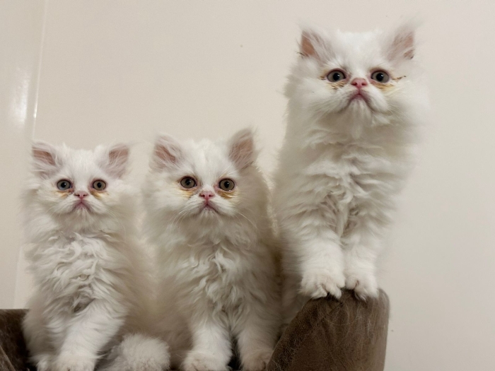 Chatons Persan agés de deux mois et demi