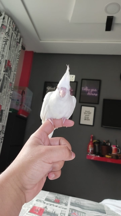 كالوبسيت مدريسي مزيان البينوالدار البيضاء