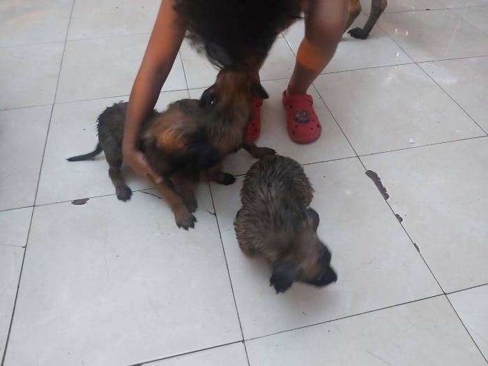Malinois a vendre