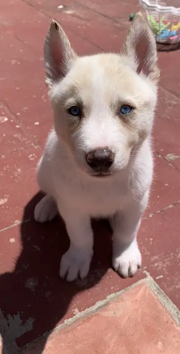 Husky sibérien blanc
