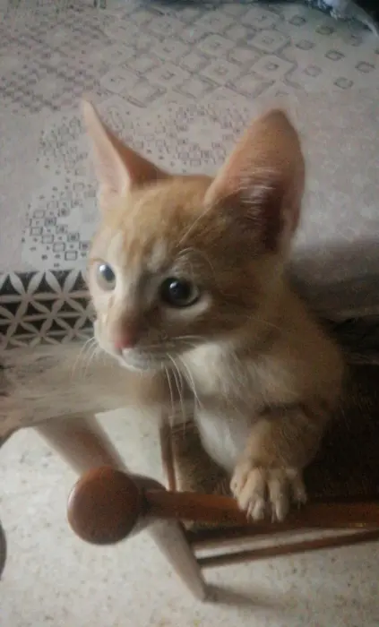 Cutest playful cat 🐈