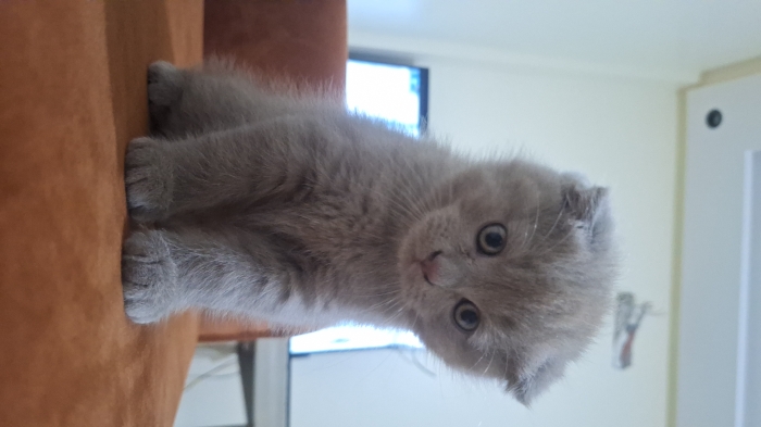 Scottish fold & british