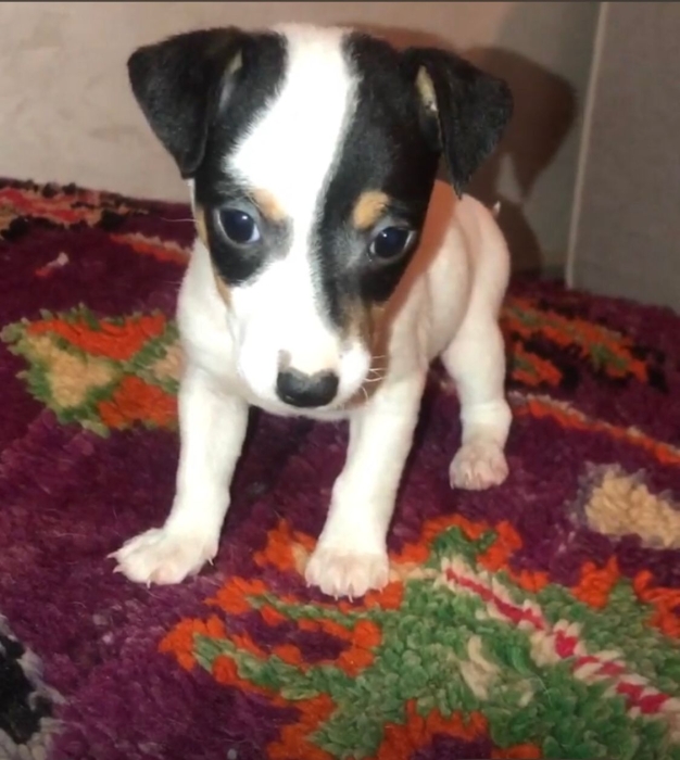 adorables chiots Jack Russell – 2 mâles & 1 femelle