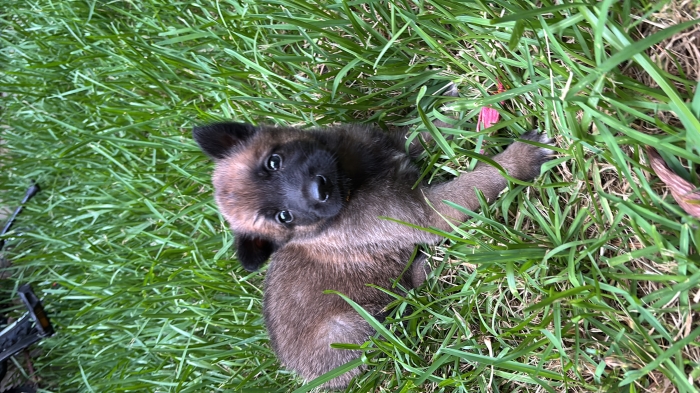 Chiot malinois
