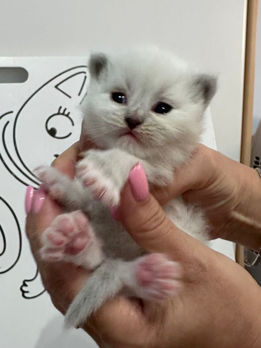 Vrais Sibériens avec Pedigree WCF parents russes