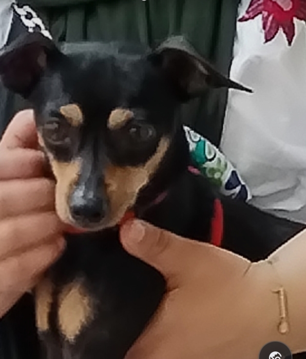 Pinscher nain