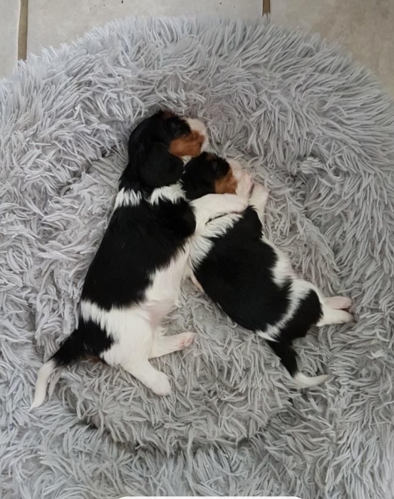 Cavalier King Charles