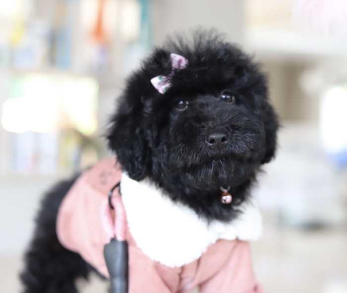 Poodles noirs avec pedigree FCI et passeport européen