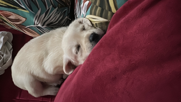 Labrador de 1 mois et demi